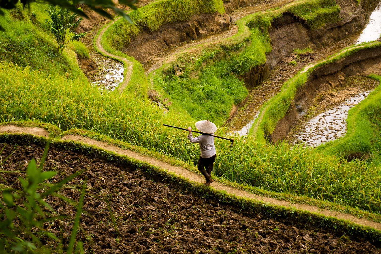 rice terrace worker